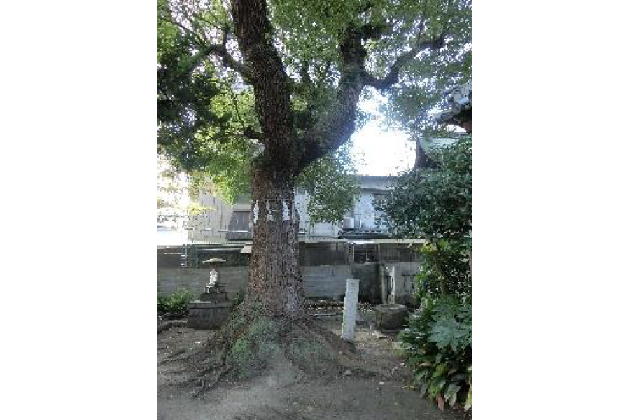 コラム歴史探訪第3回松島神社（松島の荒神さん）
